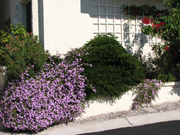Purple Trailing Lantana